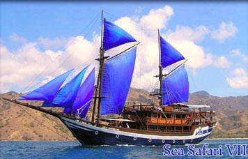 Sea Safari VII