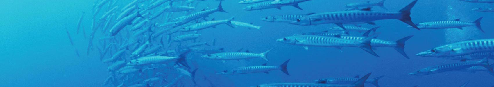 Barracuda