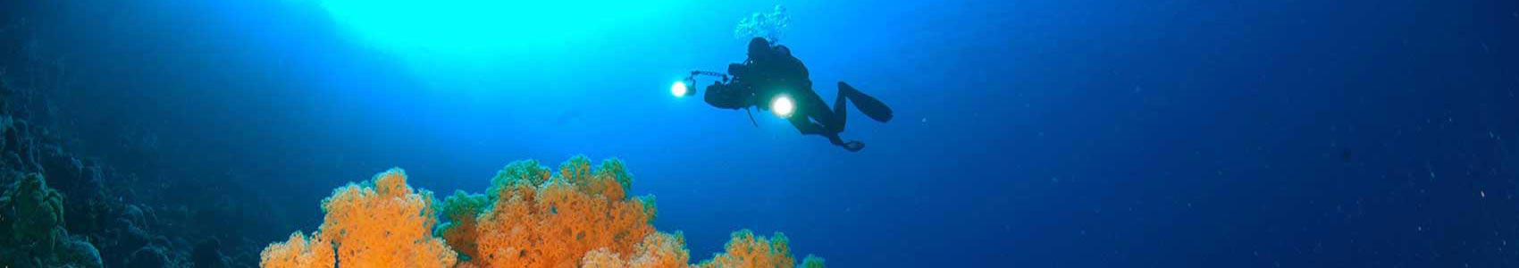 Soft Coral & Diver