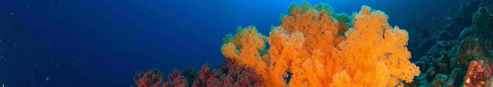 Soft Coral