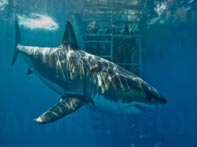 Rodney Fox Shark Cage