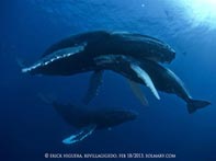 Solmar V Whales